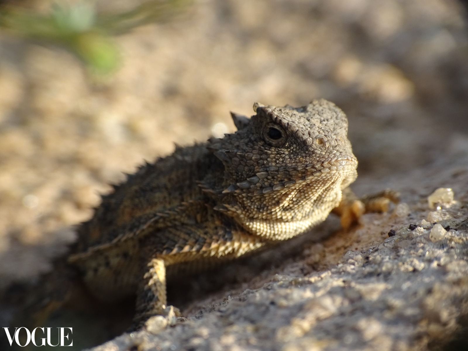 Nature 5 - Llorasangre